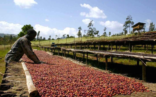 Exploring the Richness of Coffee: Natural Process vs. Washed Process